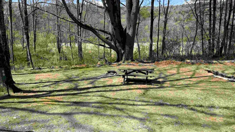 Forest Tent Site - 10 Person Maximum — image 2 of 15