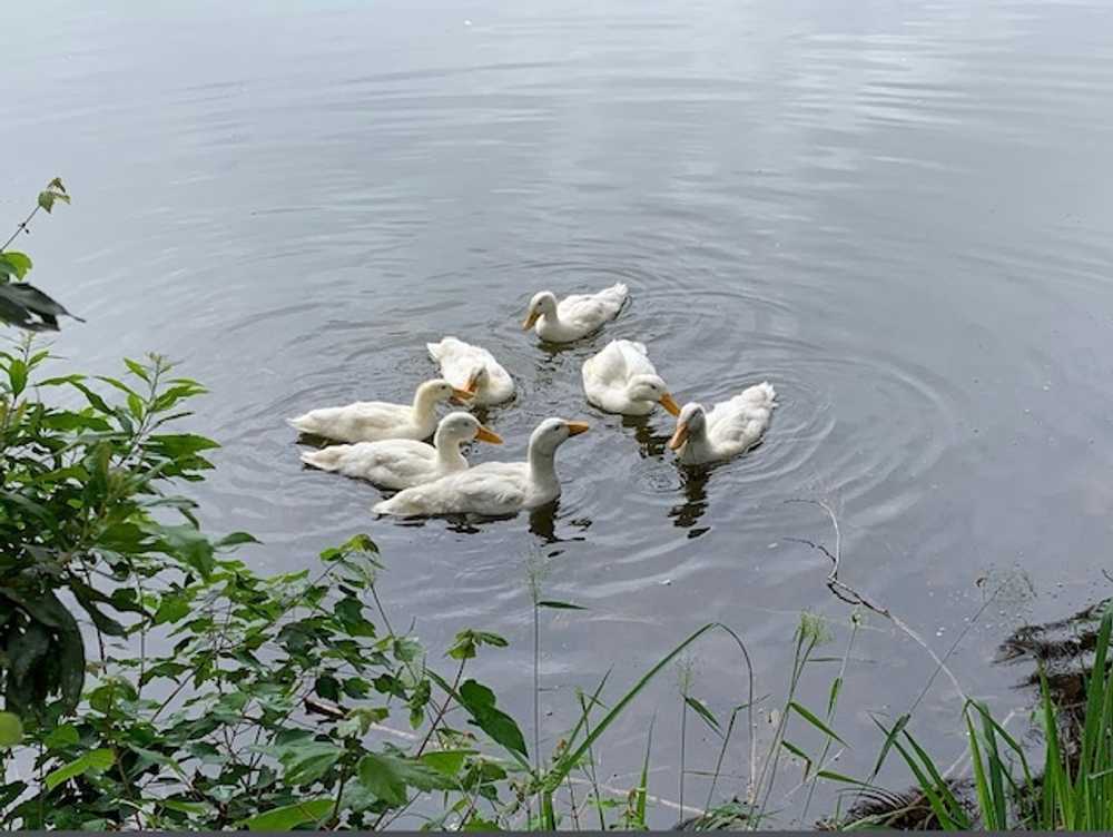Park Image 13