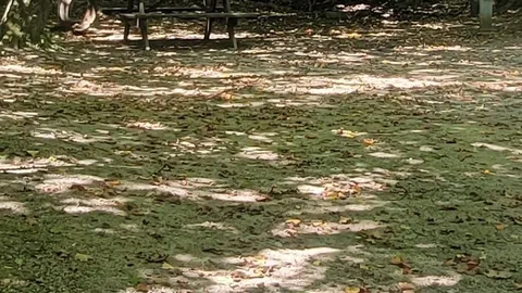 RV- W/E, Wooded — image 6 of 6