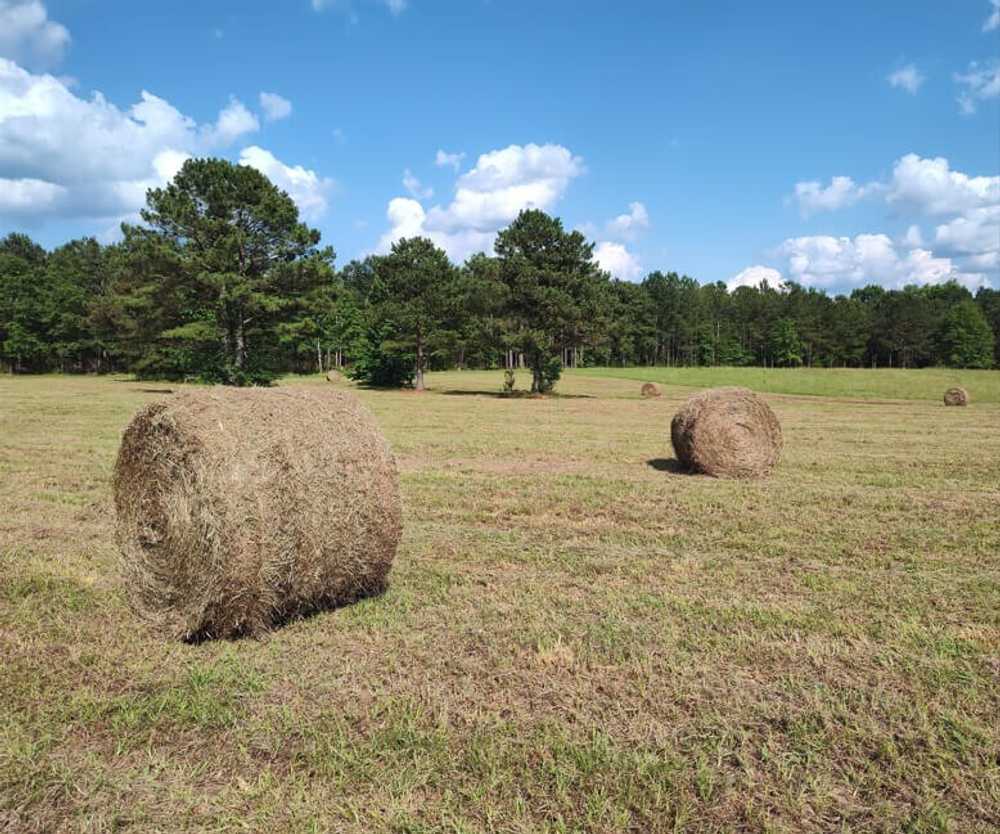 Bama Bison Farm, Opelika, Alabama - Photo 2