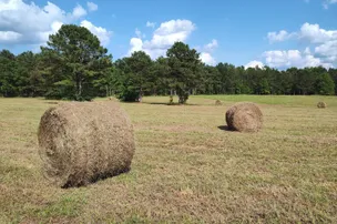 Bama Bison Farm – photo 2
