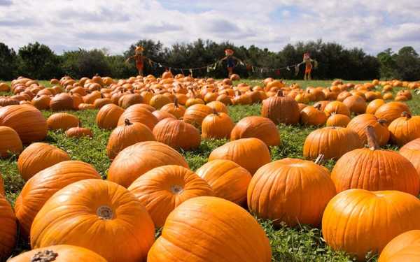 Pumpkin Patch Weekend