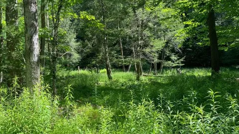 Primitive Camp Site — image 2 of 3