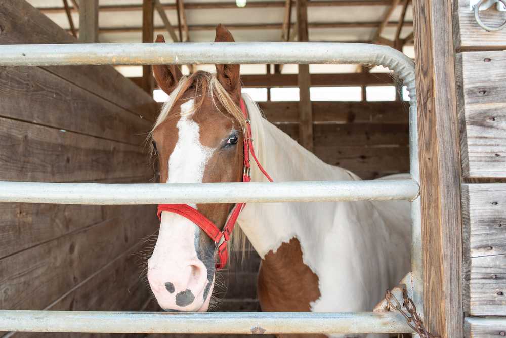 Mammoth Cave Horse Camp - Photo 3
