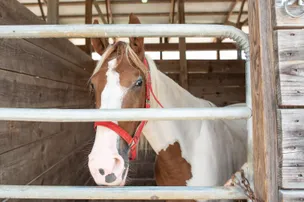 Mammoth Cave Horse Camp – photo 3