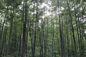 Forestville Campground – photo 2