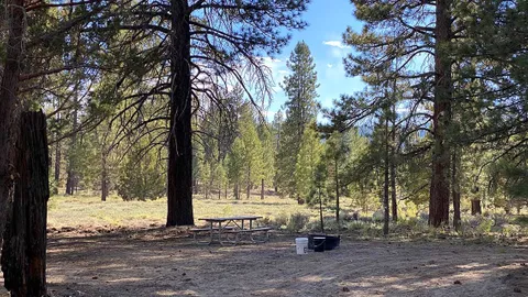 Forest Site Small — image 2 of 4