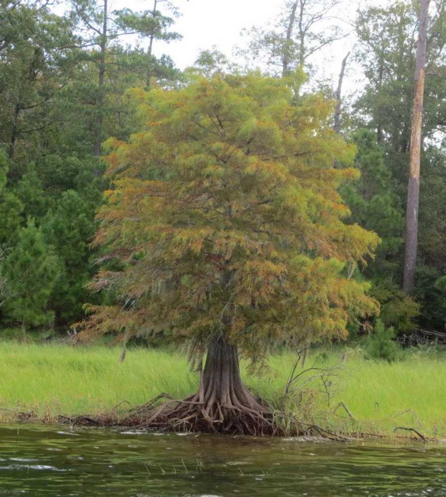 Shirley Creek Marina Campground & RV Park - Photo 4