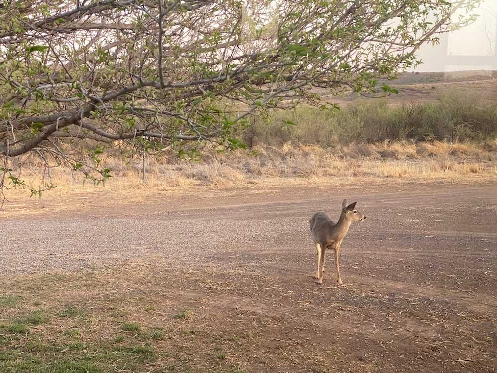 Camp Davis RV Park, Fort Davis, Texas - Photo 4