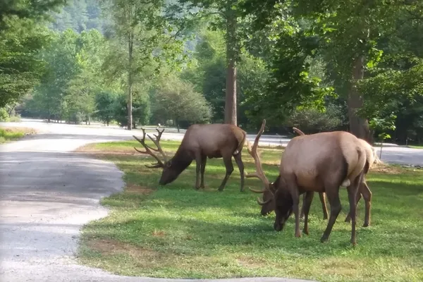 Riverview Campsites – photo 1