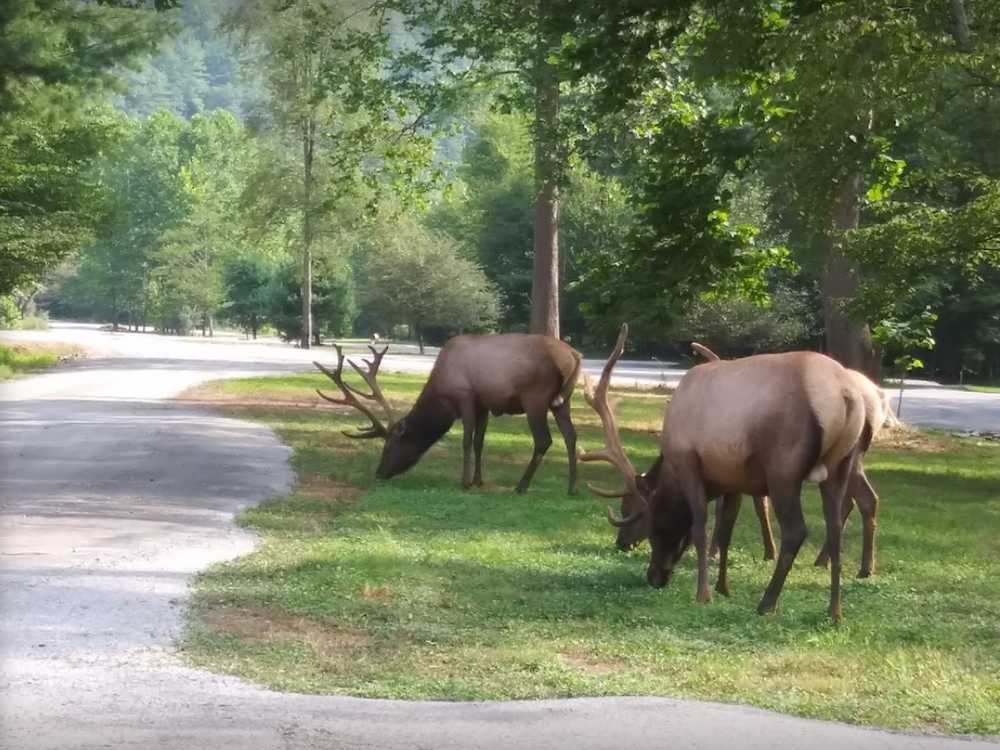 Riverview Campsites, Benezette, Pennsylvania