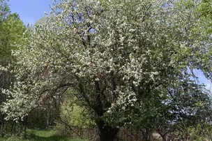 Twin Springs Campground – photo 4