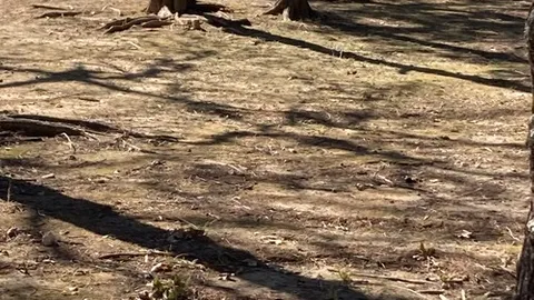 Primitive Tent Site — image 2 of 2
