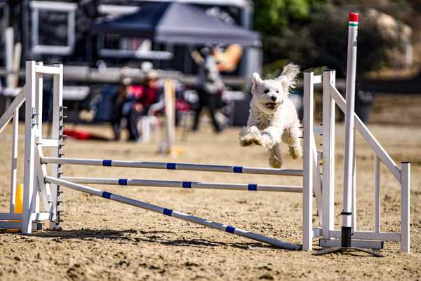 San Diego Coastal Agility