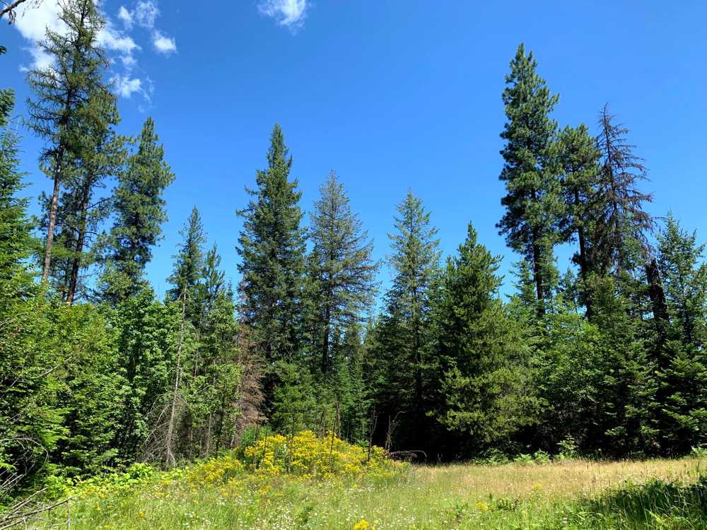 Camp Easton, Harrison, Idaho - Photo 3