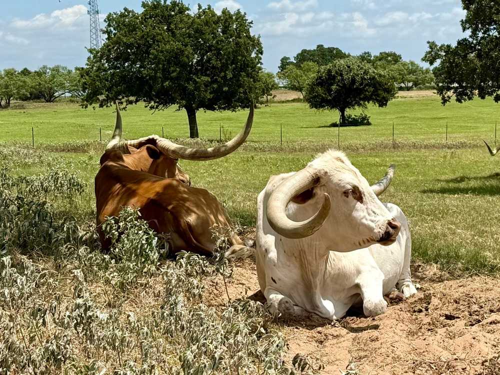 Sendera RV Park, Springtown, Texas - Photo 2