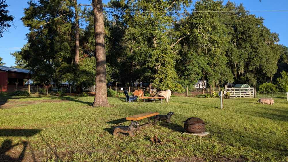 Rooterville Animal Sanctuary, Melrose, Florida - Main Photo