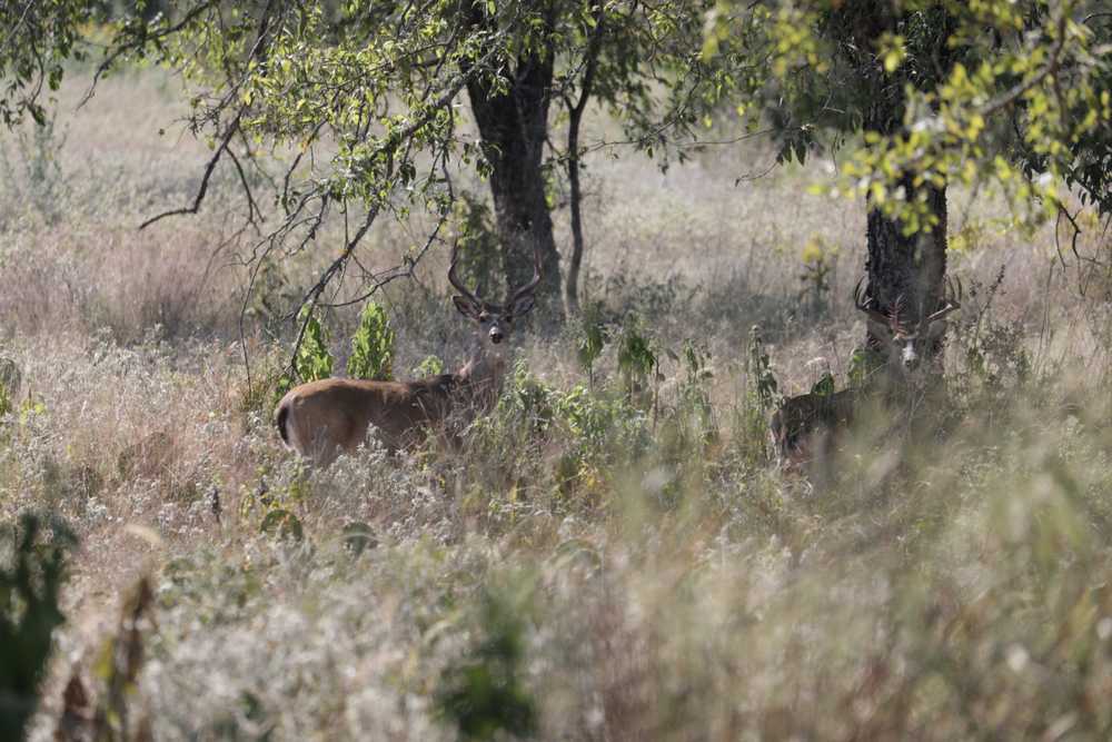 Muleshoe Bend Recreation Area, Spicewood, Texas - Photo 3