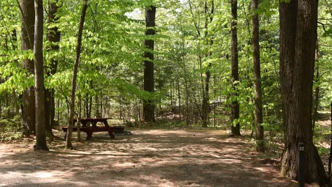 Dry Camping Wooded Site — image 3 of 3