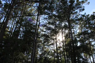 Country Pines RV Park – photo 5