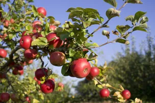 The Campground at Big B's Delicious Orchards – photo 3