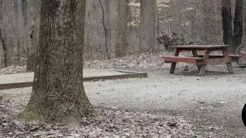 Primitive Campsite — image 2 of 11
