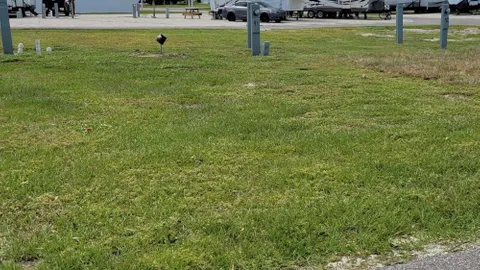 Standard Grass Full Hookup RV Site — image 4 of 4