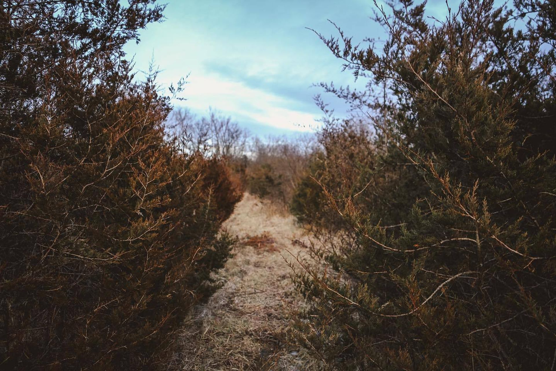 Rye Camp