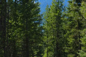 Mountain Meadow RV Park & Cabins – photo 5