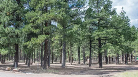 Group Site — image 2 of 4