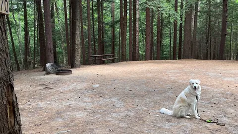 Wooded Tent Site — image 1 of 5
