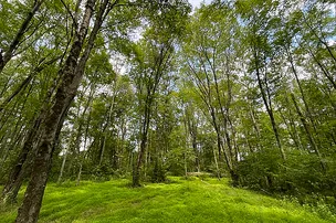 Chestnut Lake Campground – photo 2