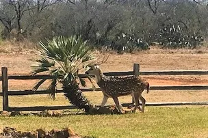Safari Vista RV Park – photo 3