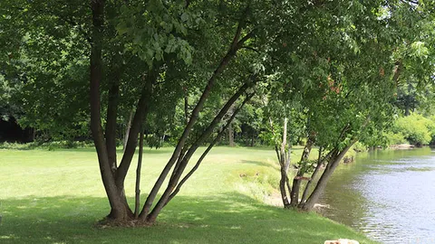 Primitive Tent Site — image 1 of 3