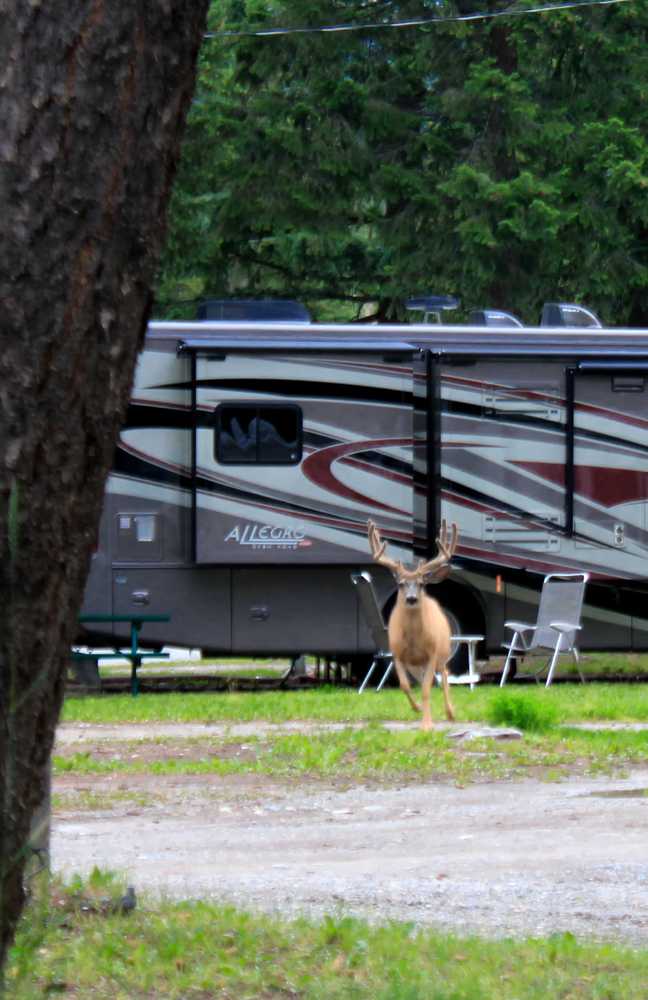 Whispering Spruce Campground - Photo 5