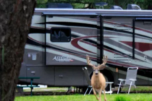 Whispering Spruce Campground – photo 5