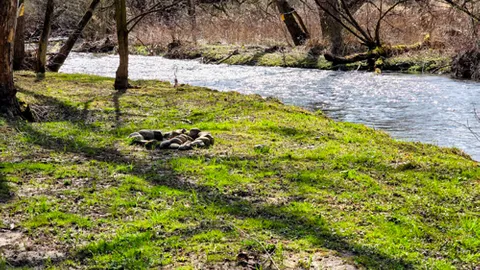 Creekside Primitive Tent Site — image 1 of 6