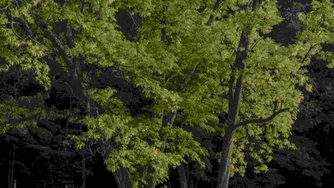 Neversink Village: Rustic Tent Site — image 1 of 1