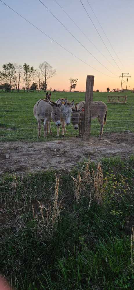 Wolf Creek Village - Jabez, KY - Photo 2