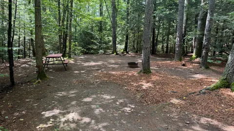 Wooded Tent Site — image 1 of 1