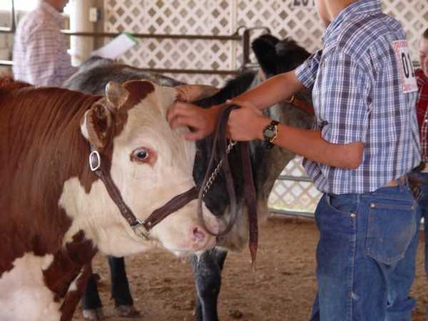Teller County Fair