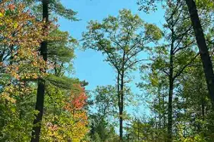 Punch Lake Campground – photo 3
