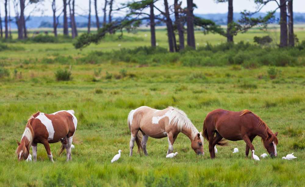 Yogi Bear's Jellystone Park™ Camp-Resort: Chincoteague Island - Photo 5