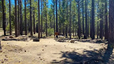 Forest Site Small — image 1 of 1