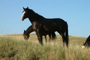 Boots Campground – photo 3