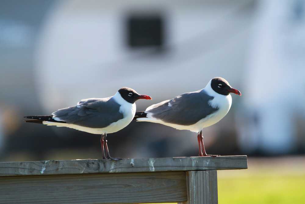 Park Image 10