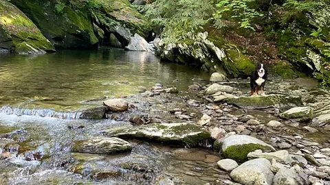 Rustic Cabin on the River — image 2 of 9