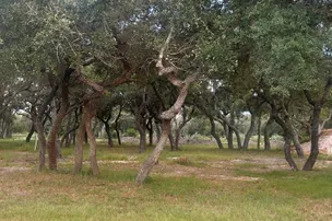 Alluring Oaks RV Park – photo 4
