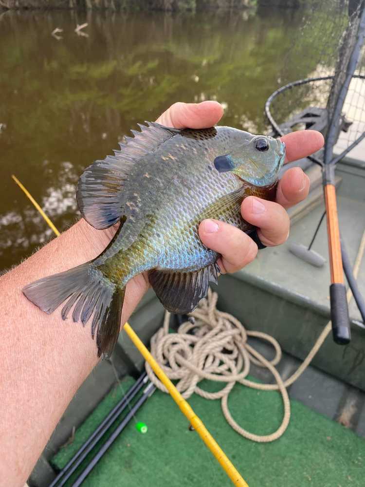 River Farms, Jay, Florida - Photo 5