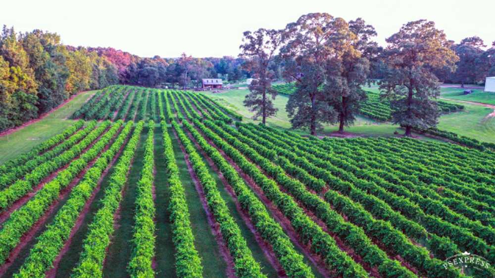 Landry Vineyards Cottages & RV Sites, West Monroe, Louisiana - Main Photo